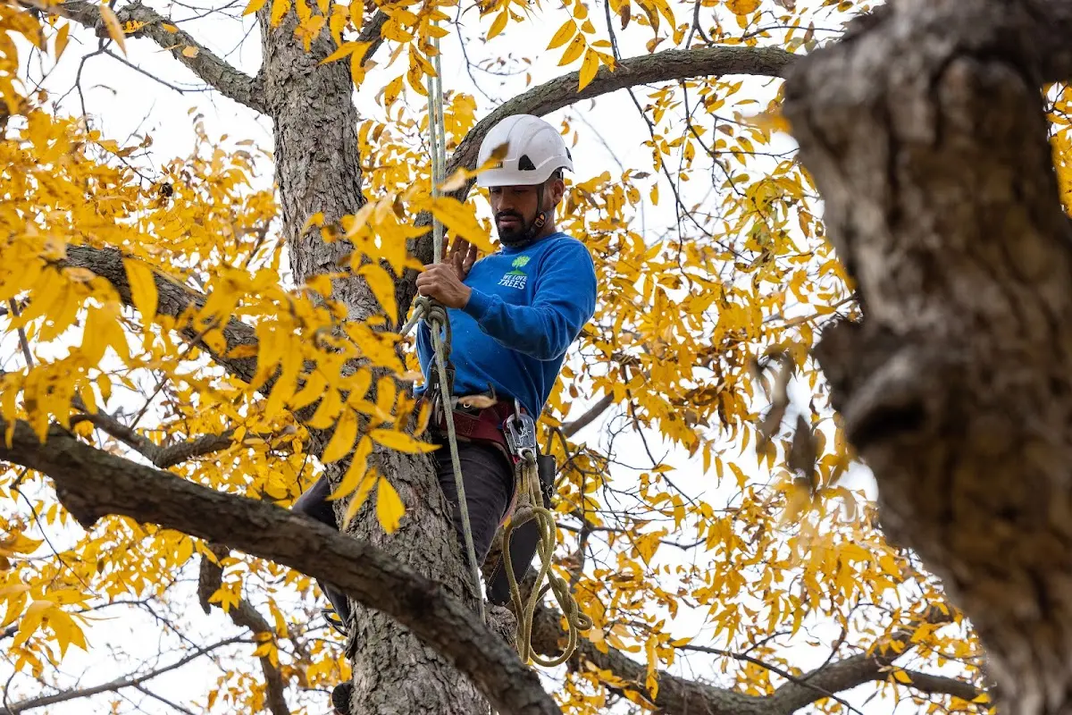 Skilled Tree Pruning crew working in Bethany